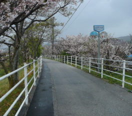 大規模自転車道