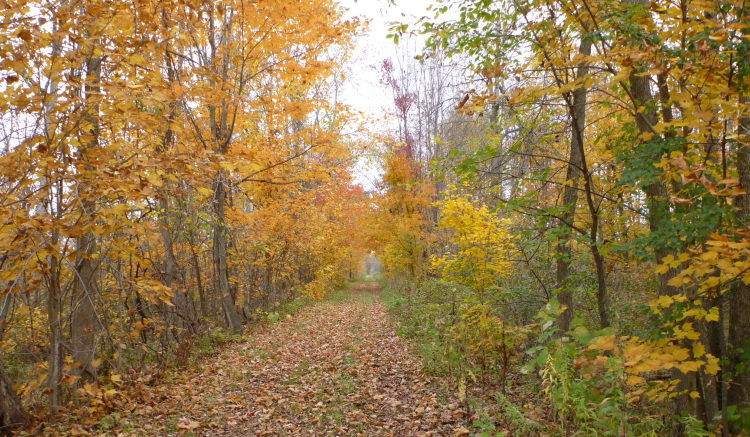 フォーター町のTCTコース