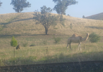 ラクダとエミュー