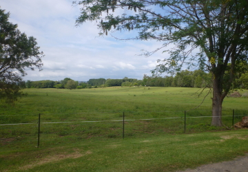 キャンプ場裏の牧場