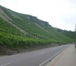 Mundelsheimのぶどう畑